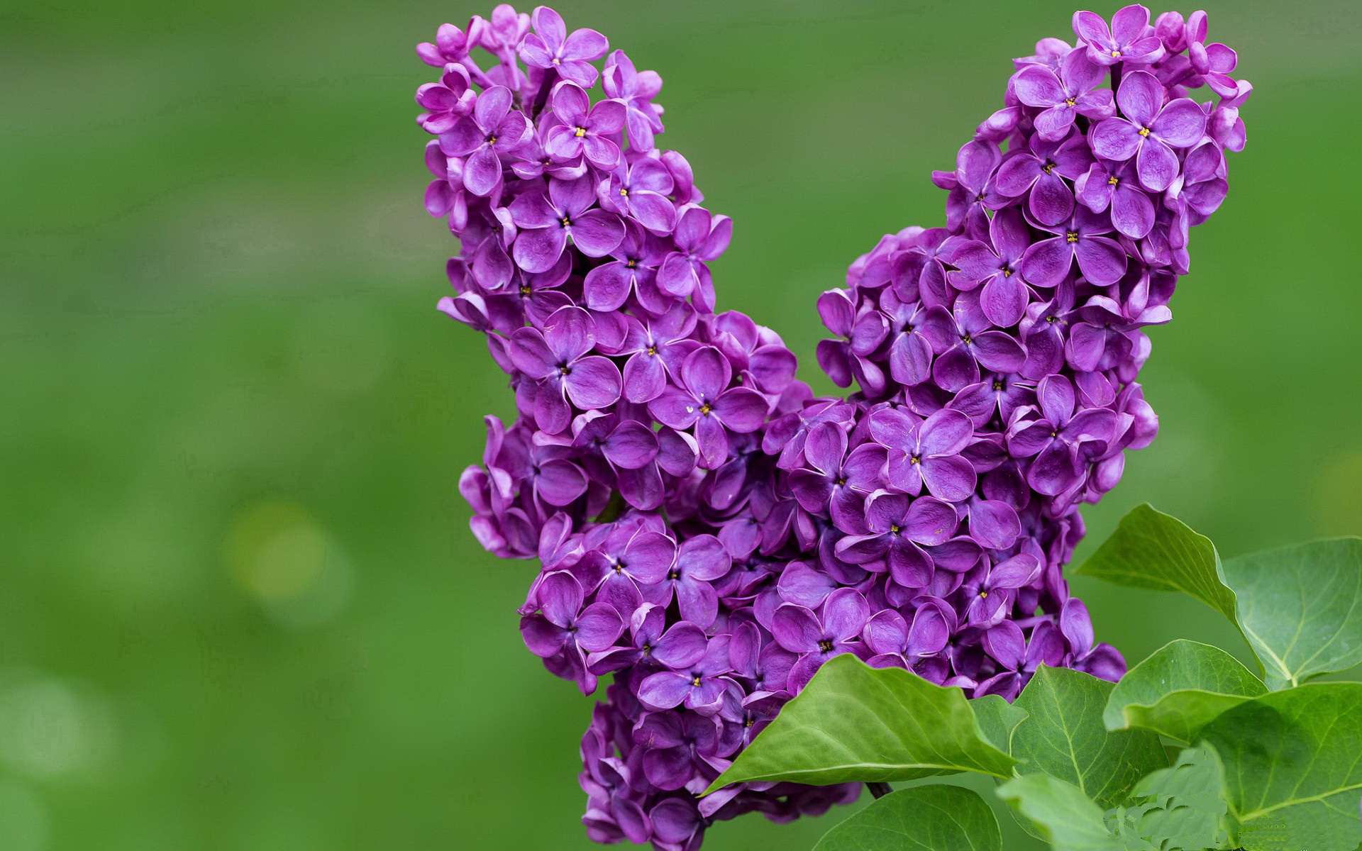 巴斯托尼里程碑之夜,韩国足球的伯纳乌奇迹